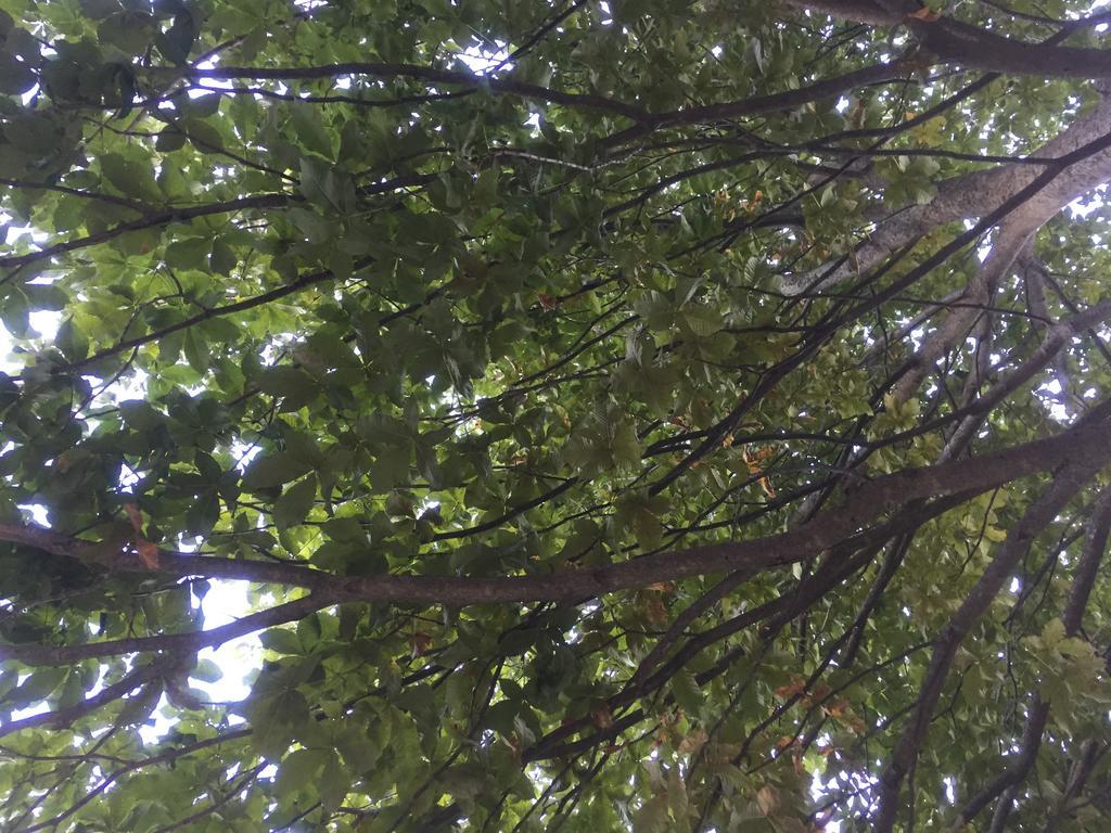 瓜尔多塔迪诺Casale Degli Ulivi别墅 外观 照片